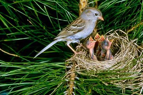 field sparrow (Spizella pusilla) by CaliforniaDFW is licensed under CC BY 2.0.